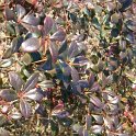 Berberis x hybrido-gagnepainii 'Red Jewel' P12 (2)